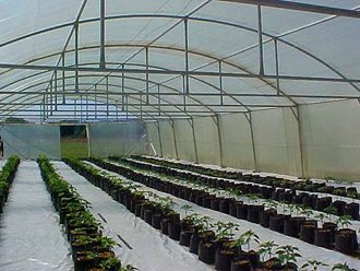 greenhouse_tunnel_sales (20)