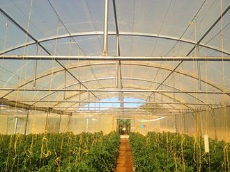 Greenhouse Tunnels South Africa (20)