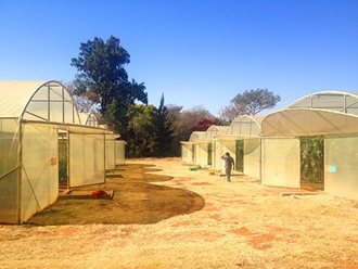 Greenhouse Tunnels South Africa (22)
